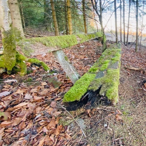 Stillleben alte Holzbank mit Moos bewachsen mit Talblick ins Rhein Main Gebiet als Fotoquiz beim Betriebsausflug in Hessen